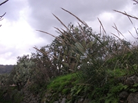 cantara gurne23122011 054